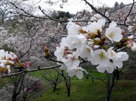 母智丘公園の桜。花とつぼみのズーム