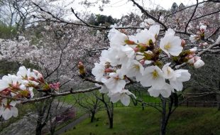 母智丘公園の桜。花とつぼみのズーム